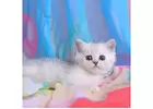 Buy Munchkin Cat That Are Very Friendly